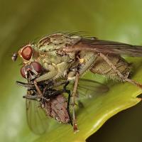 Dung Fly with Prey 